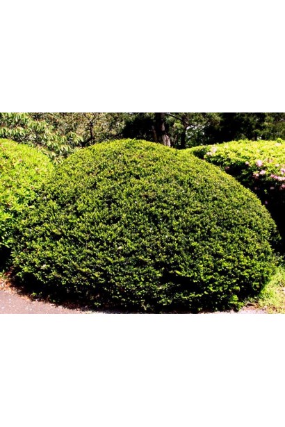 Тис Нана – идеален для ландшафтного дизайна.