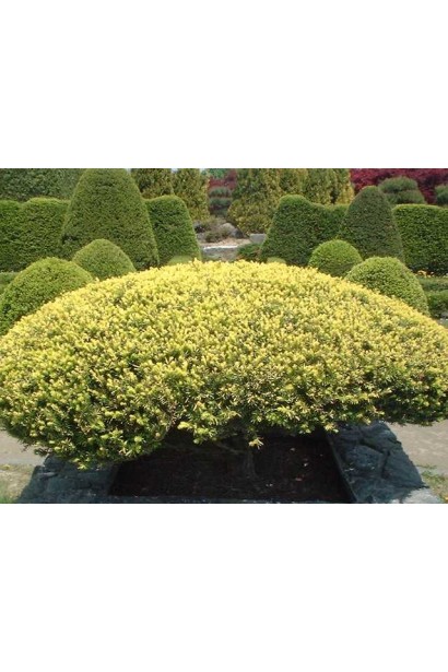 Тис остроконечный Нана – устойчив к стрижке и формовке.