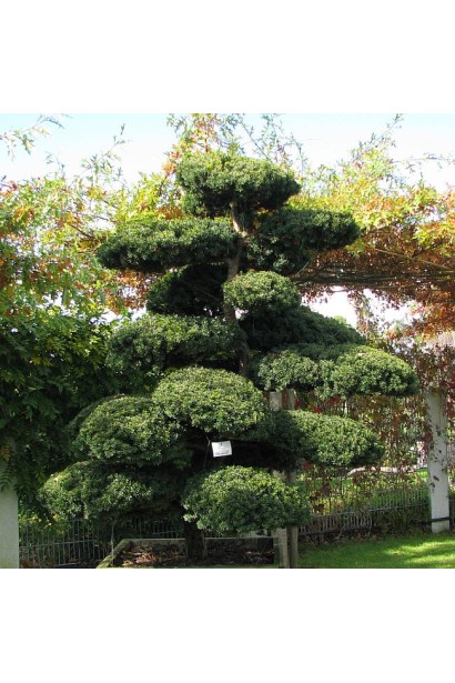 Тис остроконечный Нана