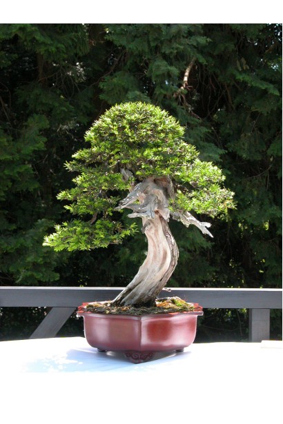 Тис остроконечный Нана бонсай