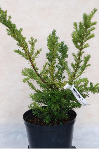 Тис остроконечный Нана – идеальный для озеленения парков.