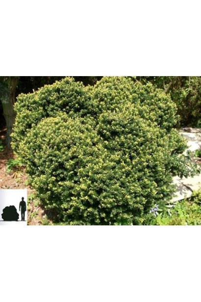 Тис остроконечный Нана – компактный куст для сада.