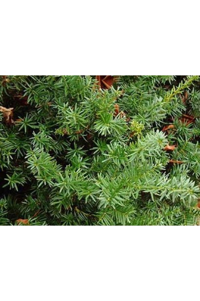 Тис остроконечный Нана хвоя