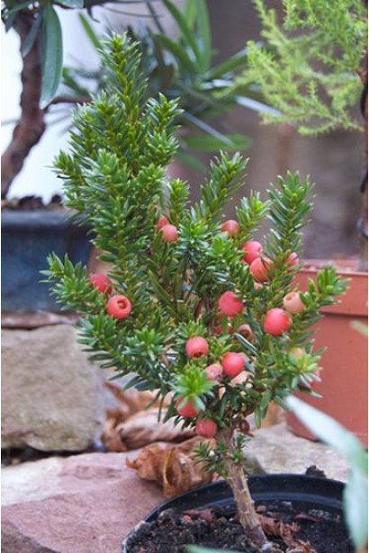 Taxus cuspidata f. Nana 