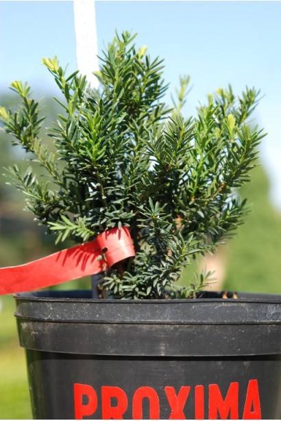 Тис остроконечный Нана