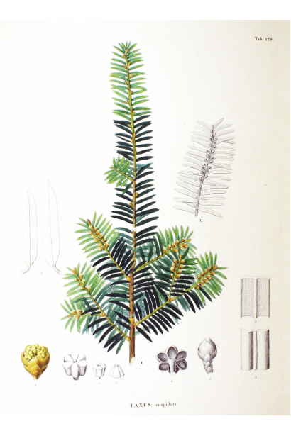 Тис остроконечный Нана