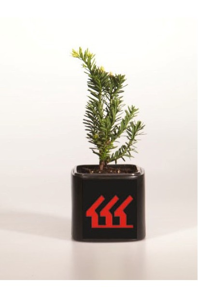 Taxus cuspidata f. Nana 