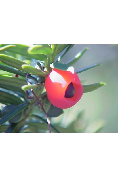 Тис остроконечный Нана ягоды