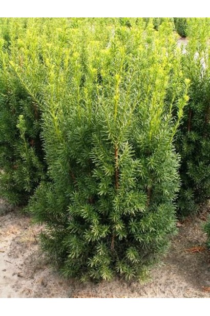 Тис средний Хиксии