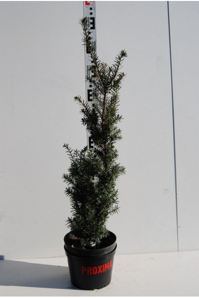 Тис Хикси-3л\90см/Ø10-15см