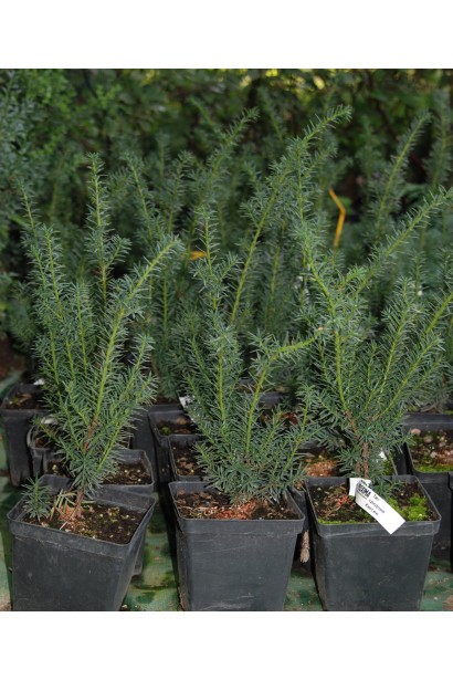 Тис Хиксии – компактный кустарник для теневых зон.