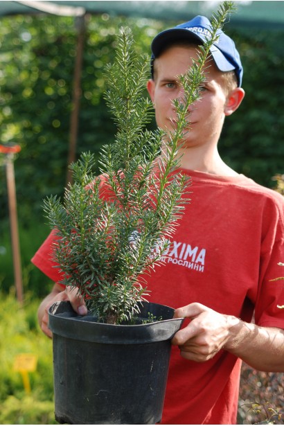 Тис средней Хикси в садовом центре