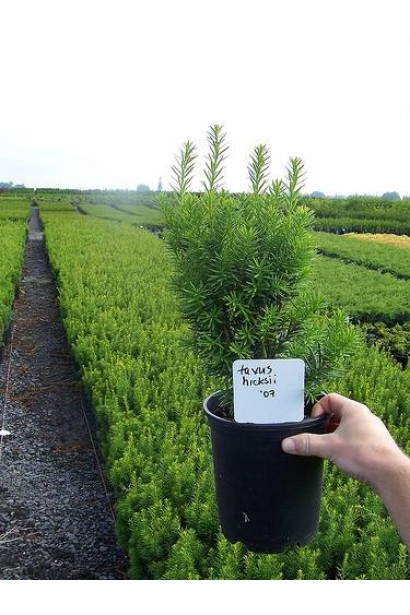 Тис средней Хикси с насыщенной зеленой хвоей.