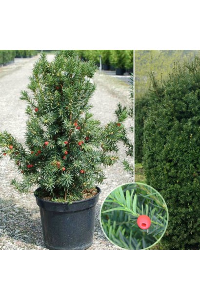 Тис средней Хикси – густой вечнозеленый кустарник.