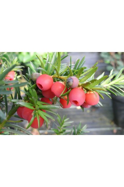 Тис средний Хикси ягоды