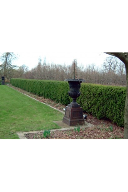 Тис средней Хикси — подходит для создания живых изгородей.