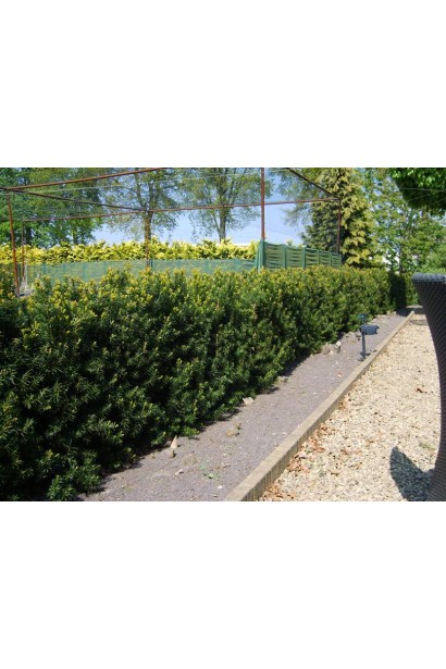 Тис Хикси — декоративный куст для живых изгородей.