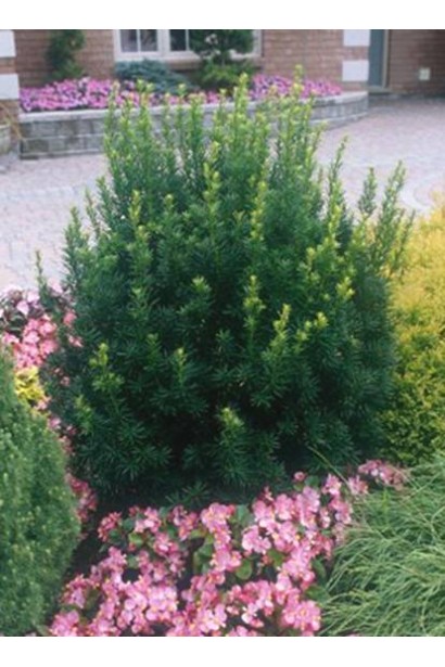 Тис Хіллі — декоративна рослина з густою хвоєю.