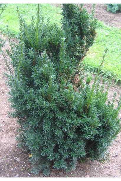 Тис середній Хіллії — стійкий до тіні та посухи.