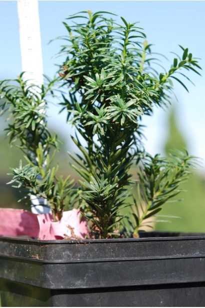 Тис середній Хіллі