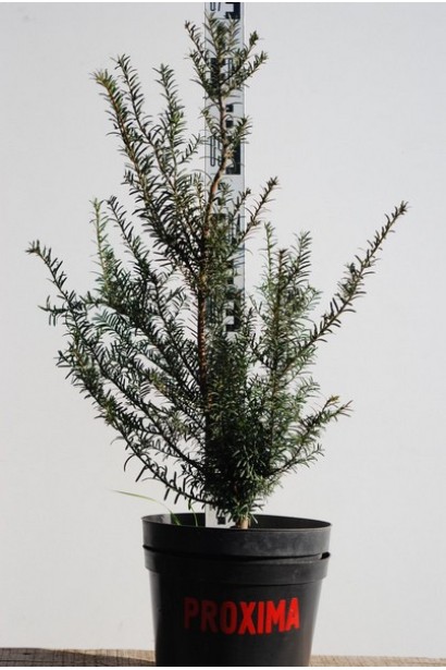 Тис середній Хіллі — довговічний чагарник для вашого ландшафту.