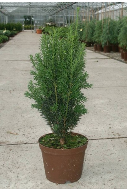 Тис середній Хіллії