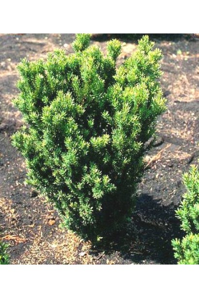 Тис Хіллі — декоративний акцент для садових композицій.