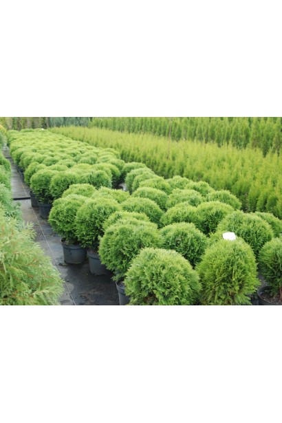 Thuja occidentalis Danica