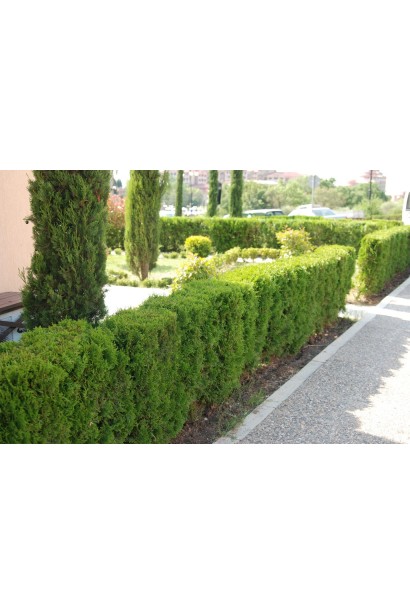 Туя західна Даніка - жива огорожа