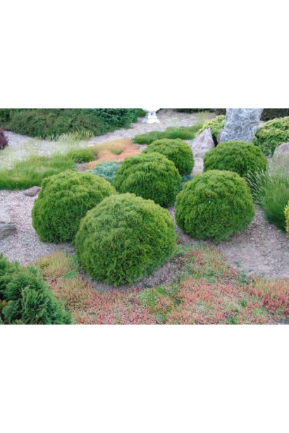 Thuja occidentalis Danica