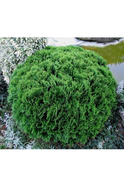 Компактна туя Даніка із густою кроною.