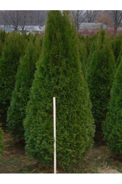 Декоративная туя Смарагд с плотной пирамидальной кроной.