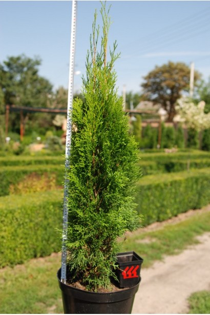 Декоративное растение туя Изумруд для современного сада.