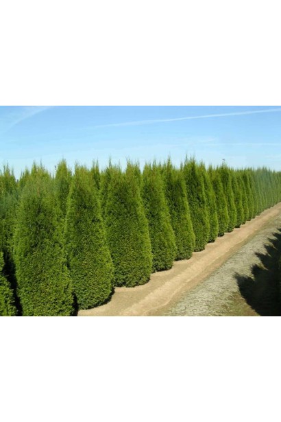 Узокронная туя Смарагд с устойчивостью к морозам.