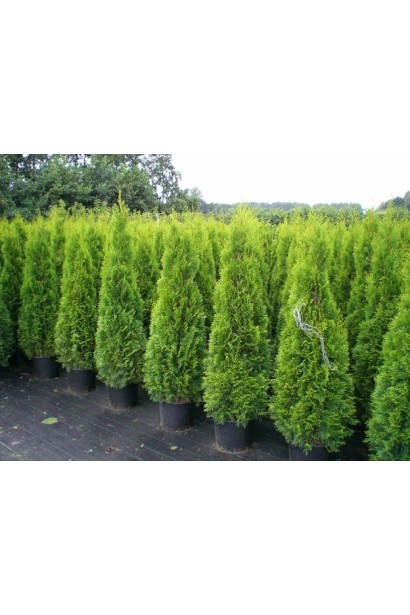 Насыщенно-зеленая туя Смарагд для ландшафтного дизайна.