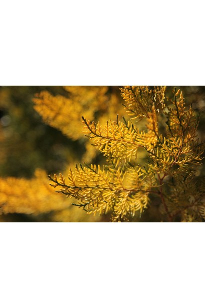 Хвоя туї Голден Мінарет у яскравому сонячному відтінку.