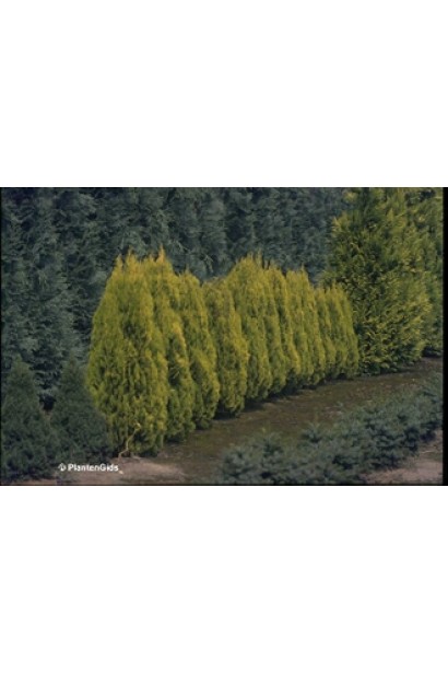 Туя східна Голден Мінарет