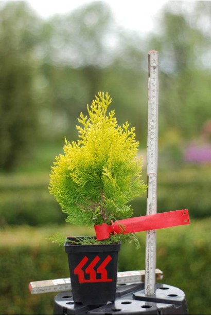 Туя східна / Платукладус Пірамідаліс Ауреа | Туя восточная / Платукладус Пирамидалис Ауреа | Thuja orientalis / Platycladus Pyramidalis Aurea