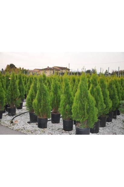 Туя східна / Платукладус Пірамідаліс Ауреа | Туя восточная / Платукладус Пирамидалис Ауреа | Thuja orientalis / Platycladus Pyramidalis Aurea