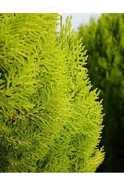 Туя східна / Платукладус Пірамідаліс Ауреа | Туя восточная / Платукладус Пирамидалис Ауреа | Thuja orientalis / Platycladus Pyramidalis Aurea