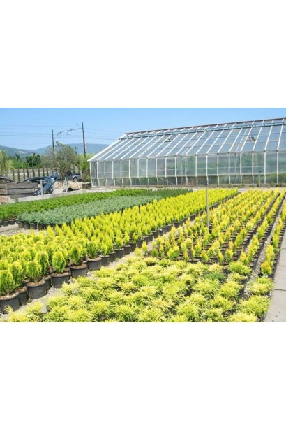 Туя східна / Платукладус Пірамідаліс Ауреа | Туя восточная / Платукладус Пирамидалис Ауреа | Thuja orientalis / Platycladus Pyramidalis Aurea