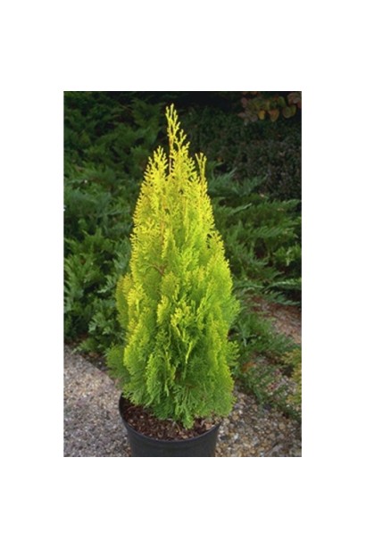 Туя східна / Платукладус Пірамідаліс Ауреа | Туя восточная / Платукладус Пирамидалис Ауреа | Thuja orientalis / Platycladus Pyramidalis Aurea