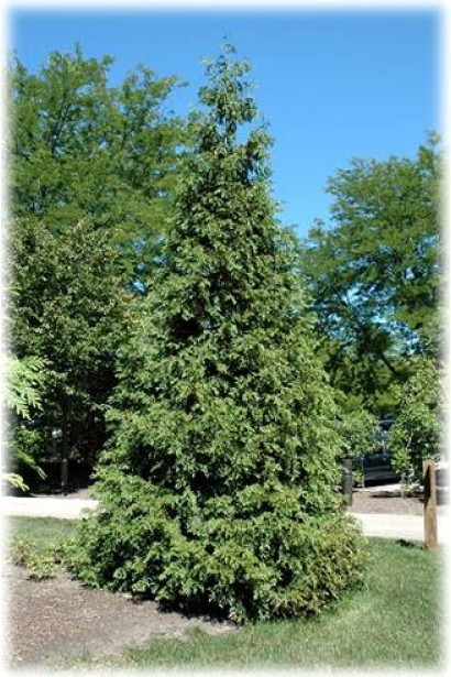 Туя складчатая Атровиренс - вечнозеленое украшение сада.