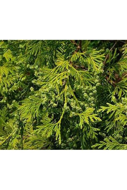 Хвоя туи Атровиренс - насыщенно-зеленая даже зимой.