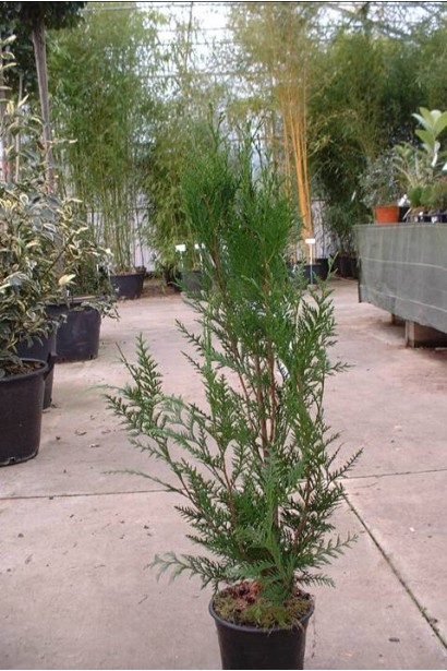 Туя складчатая Атровиренс 