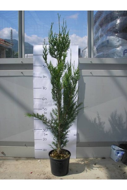 Атровиренс - морозостойкий сорт туи для северных регионов.