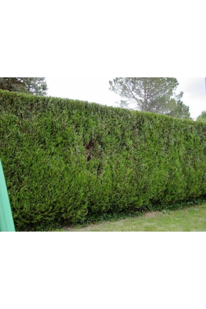 Живая изгородь - Туя Атровиренс