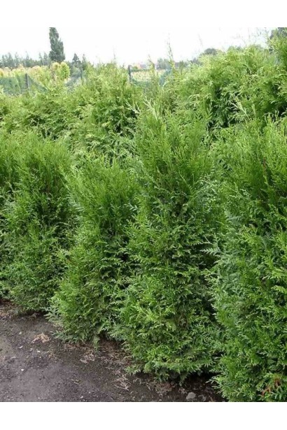 Туя Атровиренс с темно-зеленой блестящей хвоей.