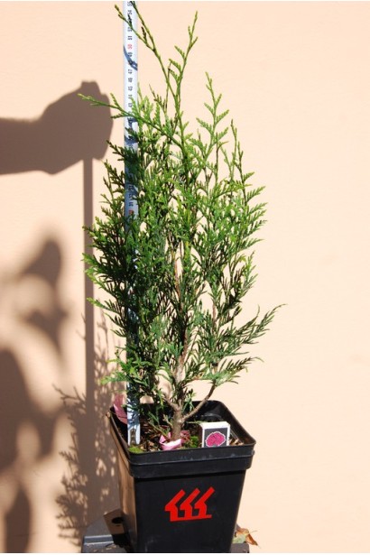 Туя складчатая Атровиренс - саженец в контейнере