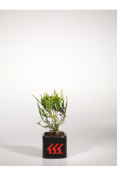 Туя Атровиренс - саженец в контейнере